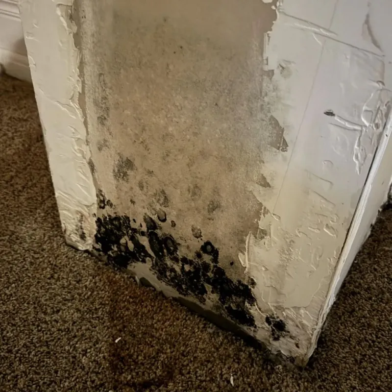 Professional Mold Removal in Levant, ME